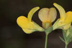 Bird's-foot trefoil